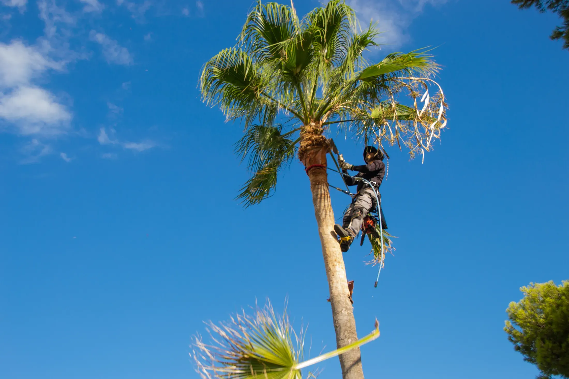 A harnessed climber high on a fan palm cutting away the crown's fronds — the first stage of a sectional palm take-down; illustrative stock photo, not a St. George job site.