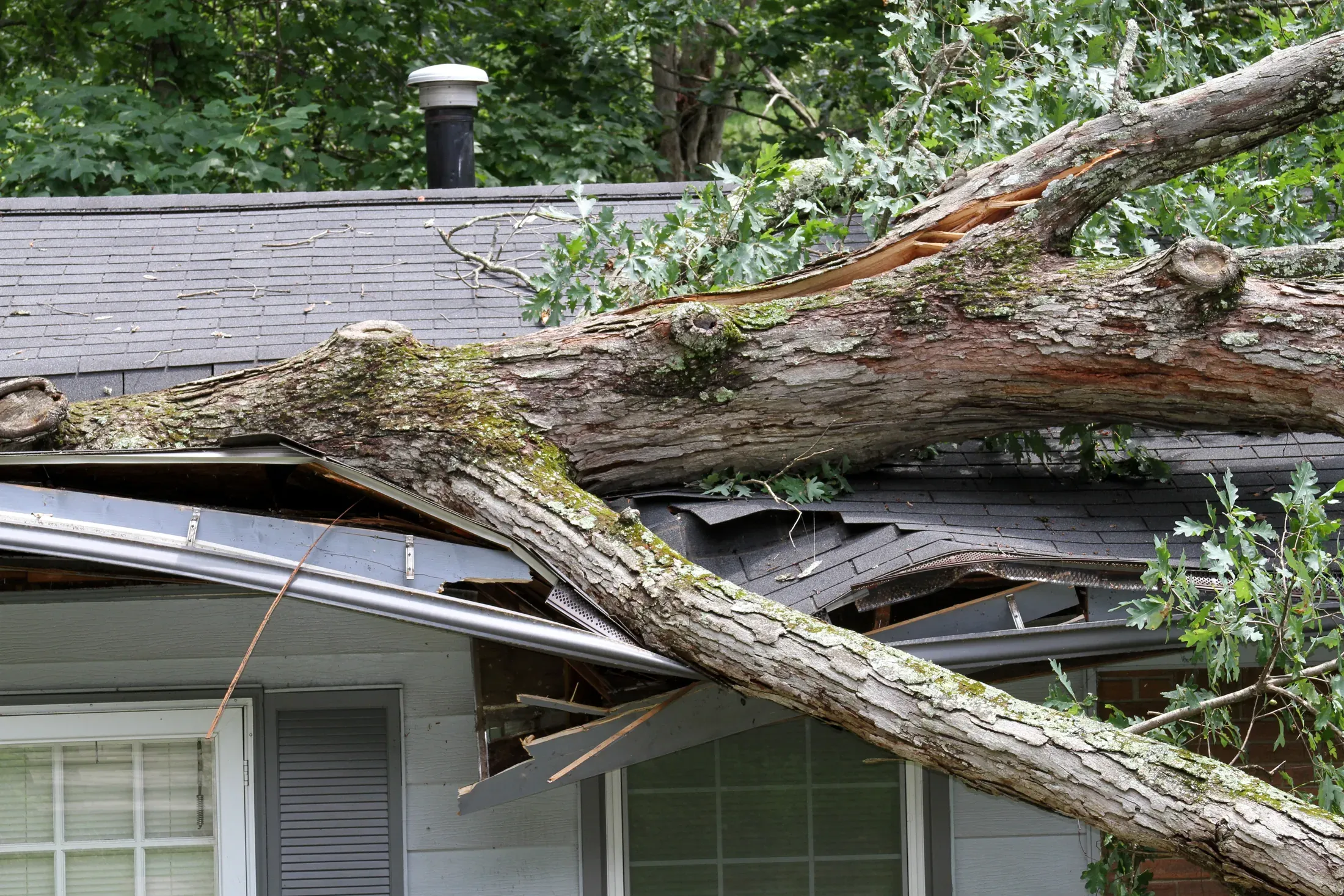 A large storm-snapped tree lying across the roof of a single-family house — illustrative stock photo of the kind of damage that qualifies as a true tree emergency, not a St. George job site.