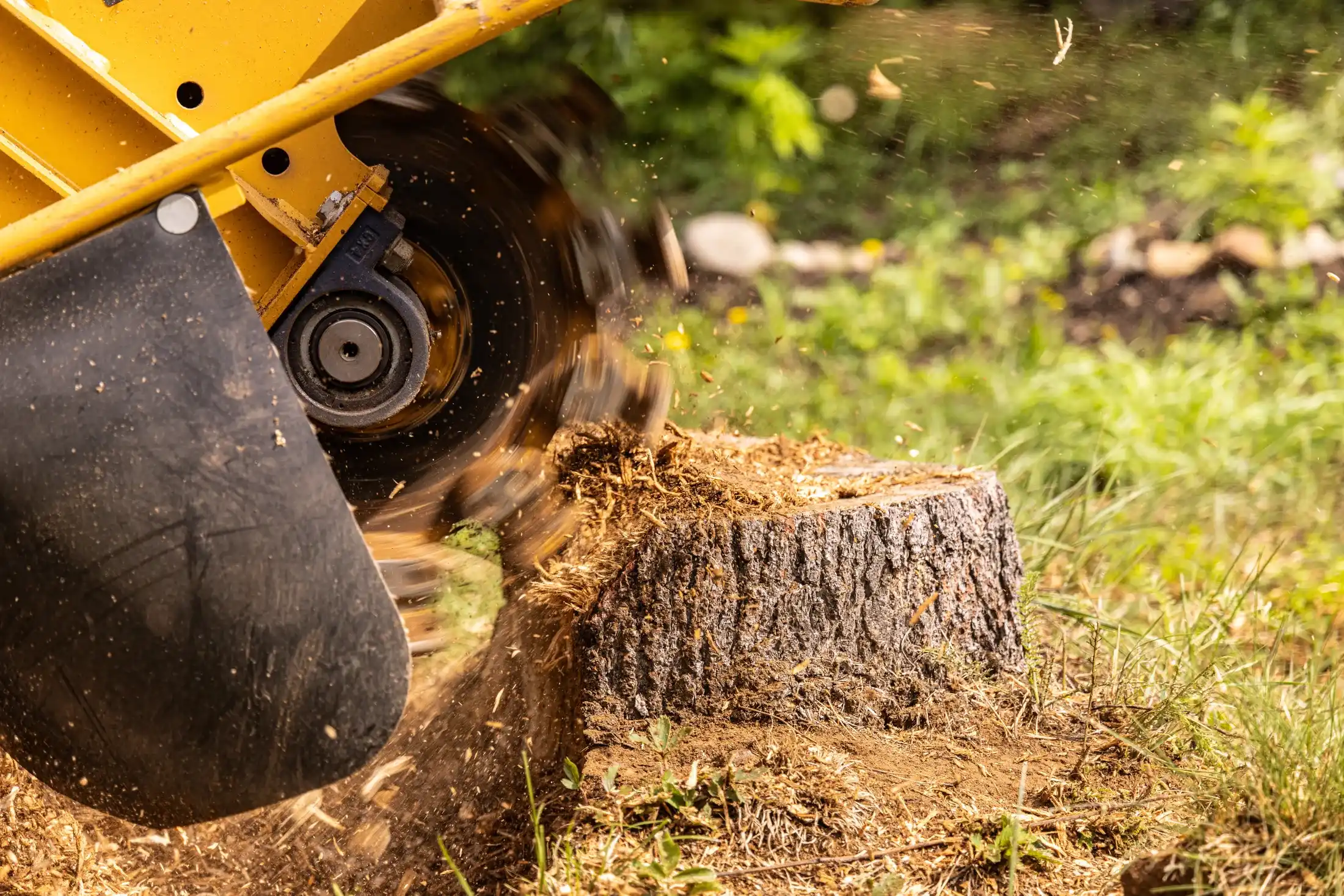 A stump grinder's toothed cutting wheel chewing a fresh tree stump into wood chips — illustrative stock photo of the machine residential jobs use, not a St. George job site.