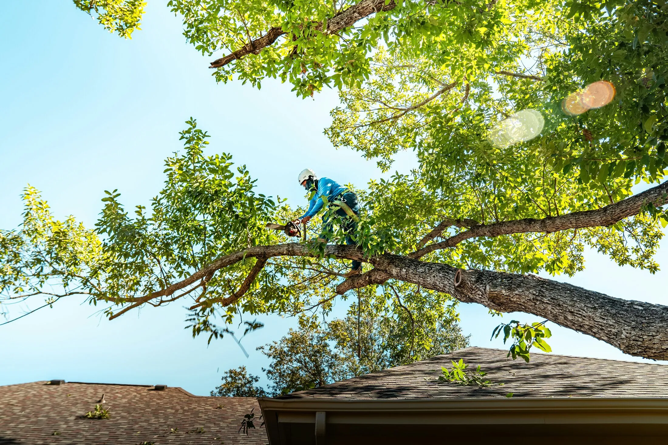 An arborist works through a broad tree canopy above a rooftop, cutting a limb back — illustrative stock photo of professional crown work, not a St. George job site.