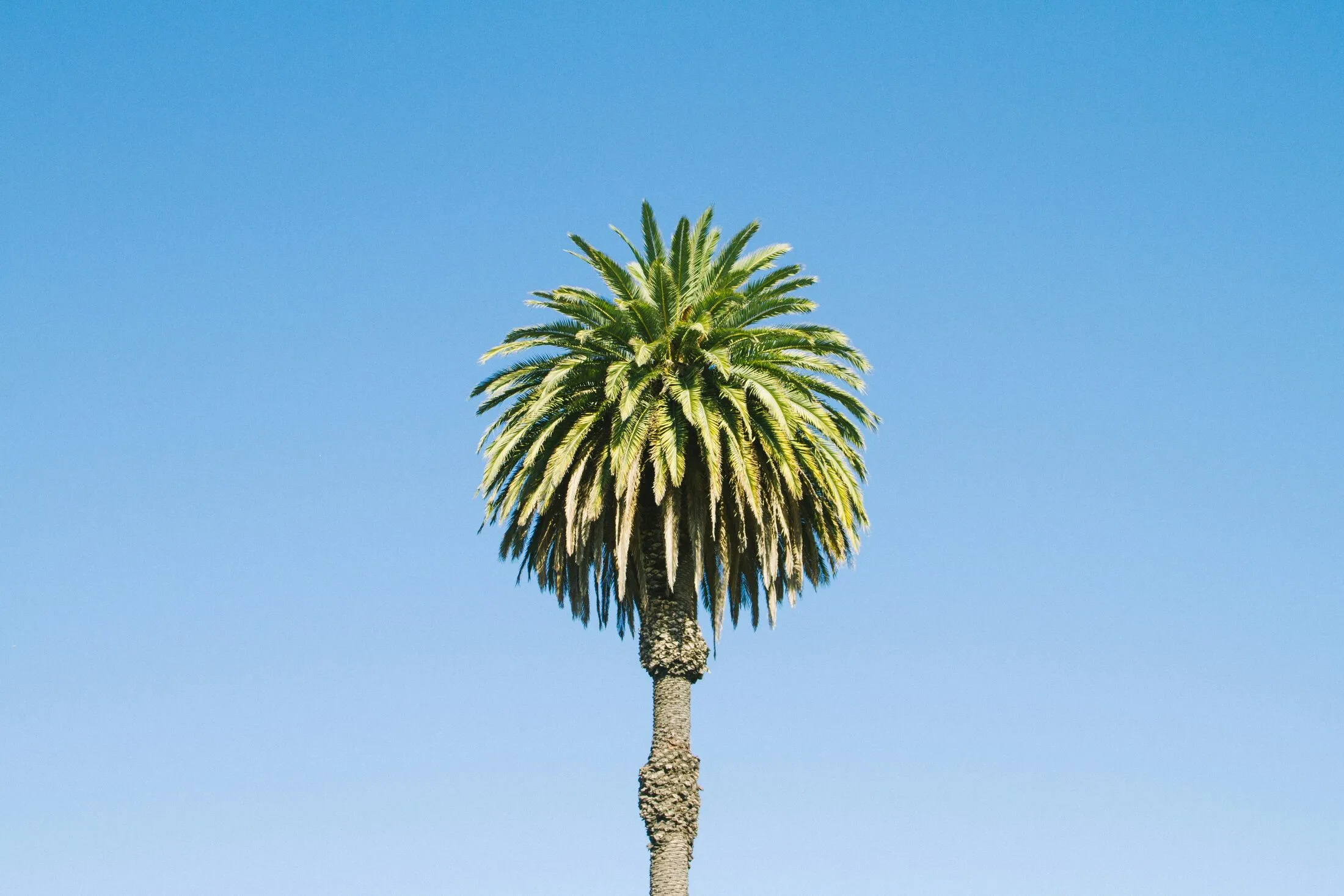 A correctly trimmed fan palm against a clear blue sky — illustrative stock photo showing green fronds retained above the horizontal, not a St. George job site.